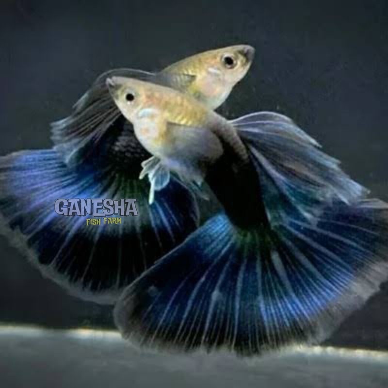 ikan Guppy jenis HB blue line Vietnam asli original top cer grade A lolos sortir ikan berkualitas