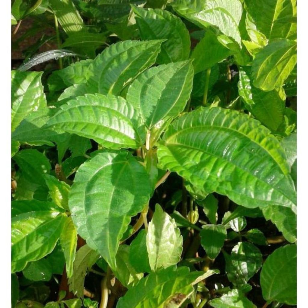 

Daun pohpohan segar lalapan segar perikat (500g)