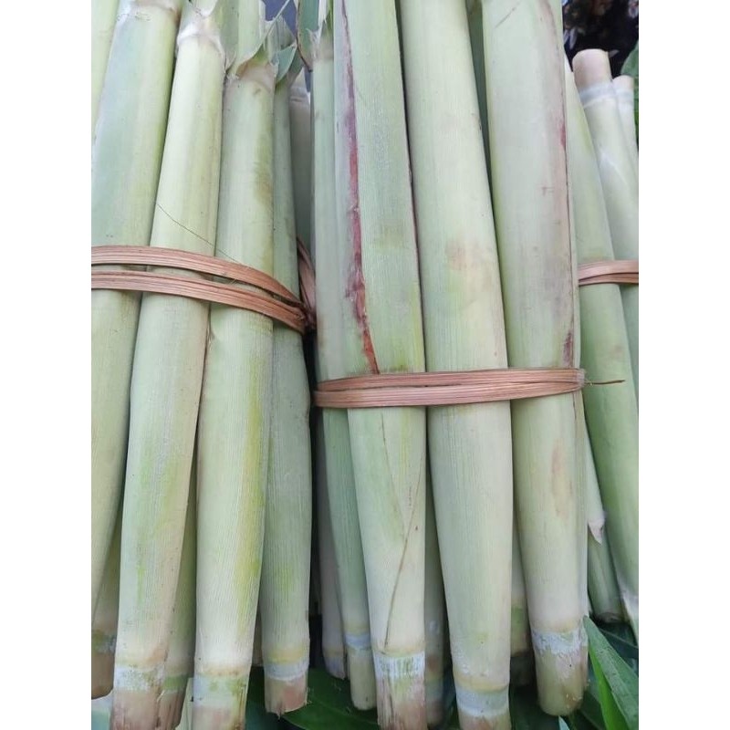 

Redy Turubuk sgar 1 ikat Turubuk sayur