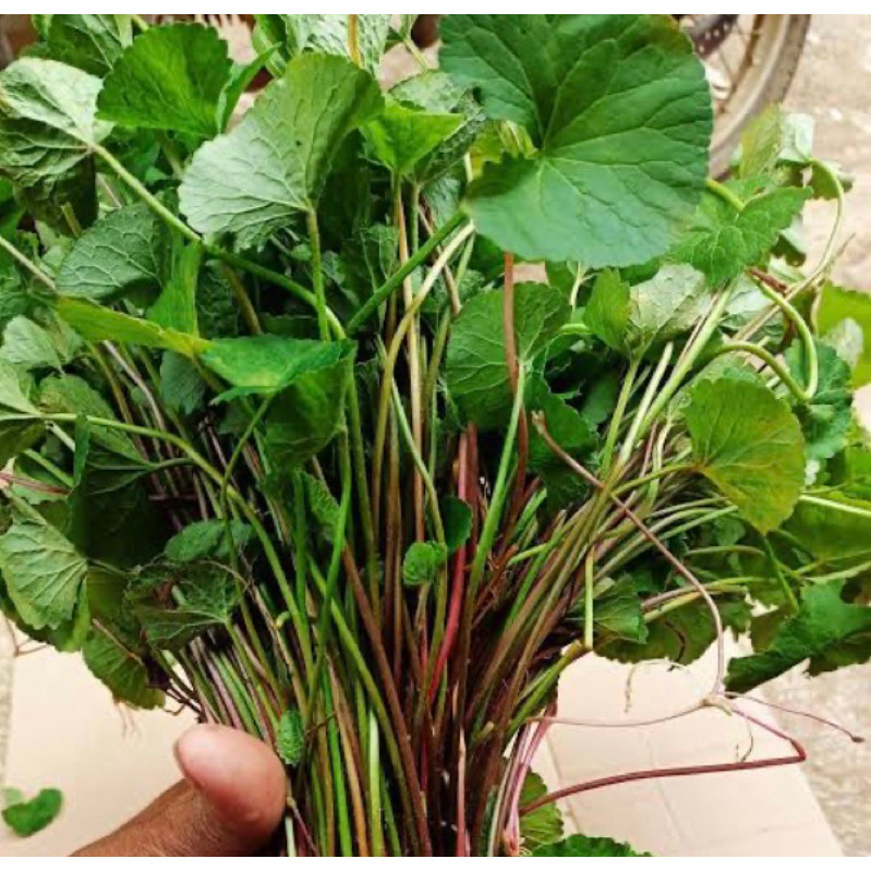 

Daun pegagan merah segar daun tapak kuda 500 gram-az