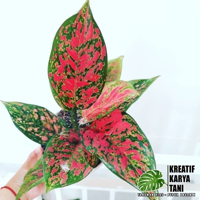 Aglonema red venus - Venus aglonema