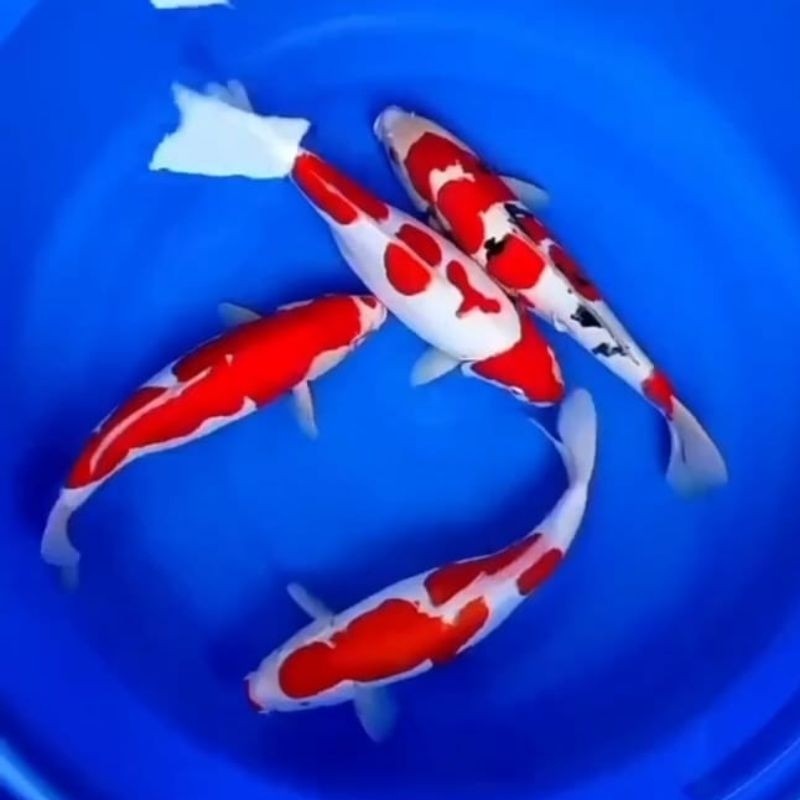 3 EKOR KOI SUPER CALON JUMBO