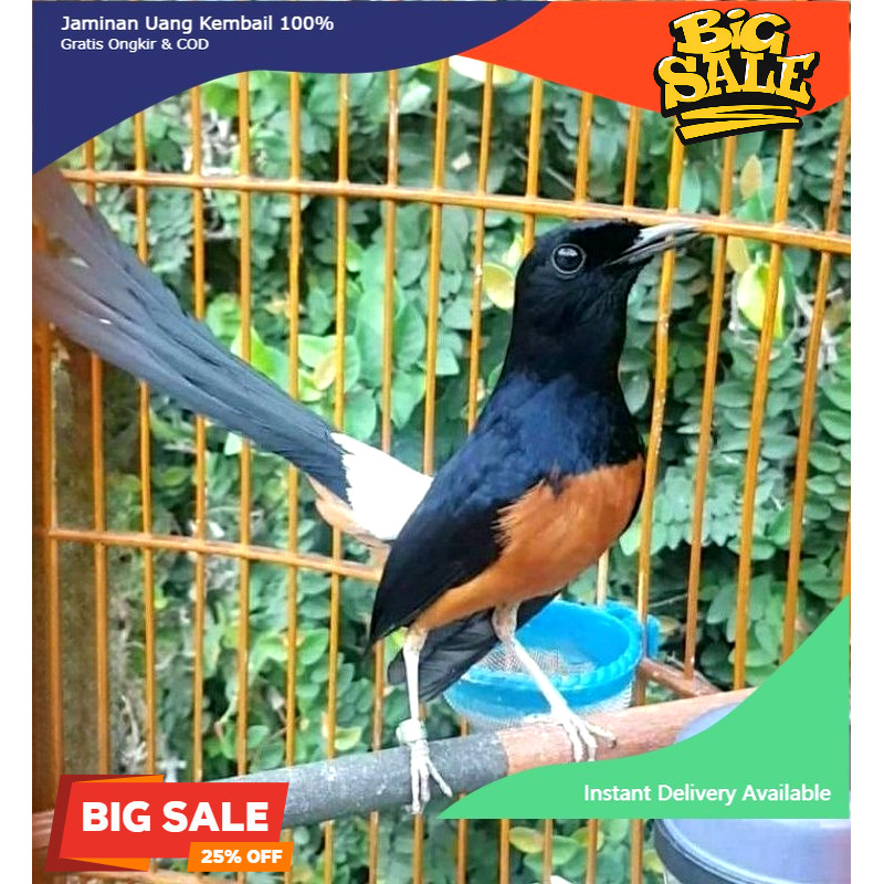 Murai batu Medan jantan Gacoran + ring prospek promo murah