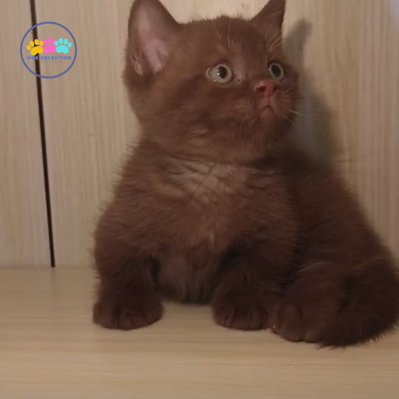 bsh munchkin cinamon betina kitten