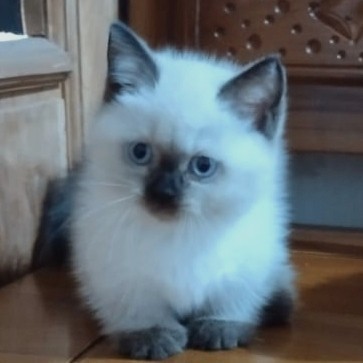 kucing munchkin cebol