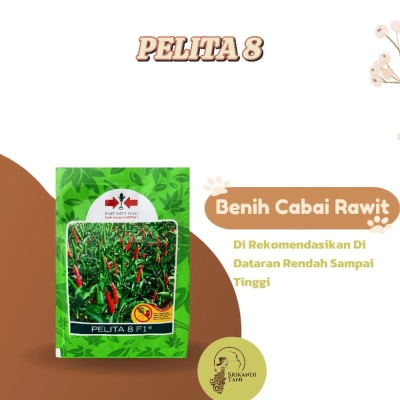 Benih Cabe PELITA 8 F1 2250 Butir Cabai Rawit Hijau Dari Panah Merah