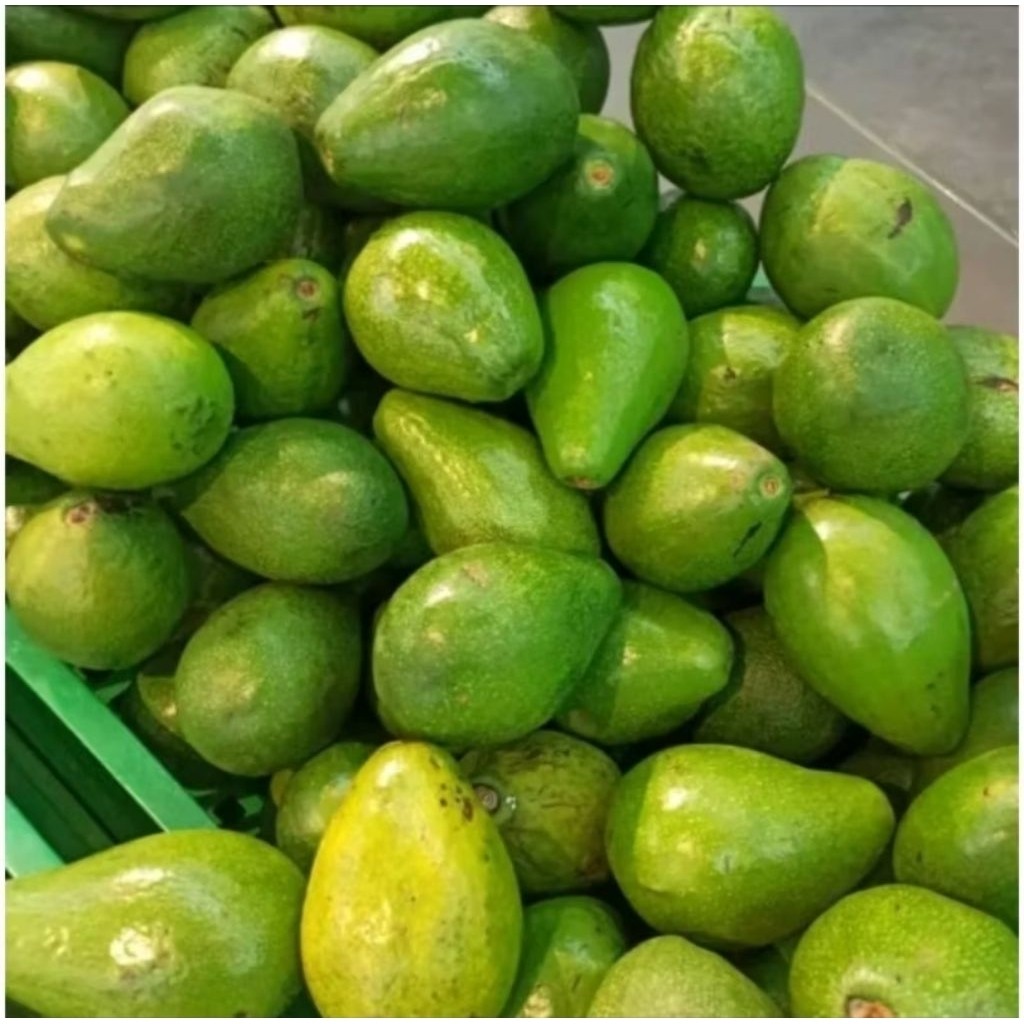 

alpukat mentega muria 1kg isi 4-5biji.rasa pasti nikmat