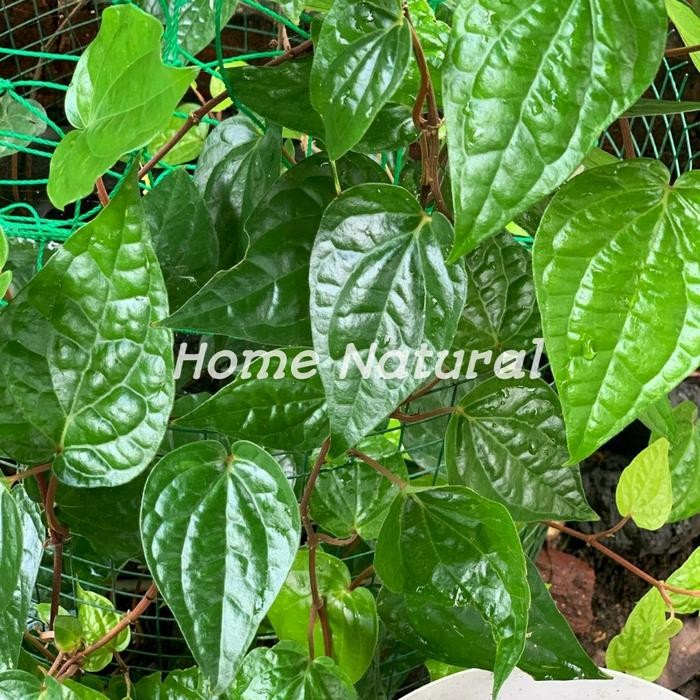 

Herbal daun sirih hijau batang merah segar per 1 lembar