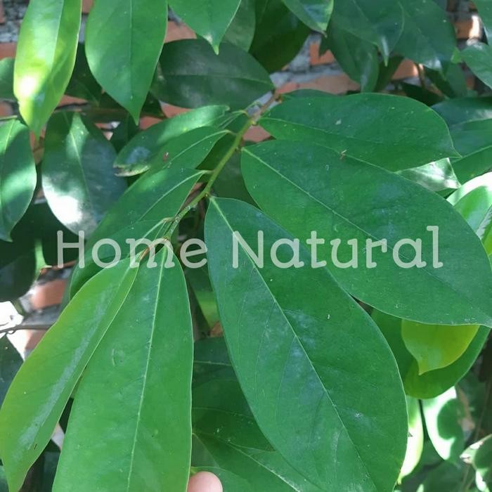 

Terlaris daun sirsak/ Daun sirsak muda 500gram