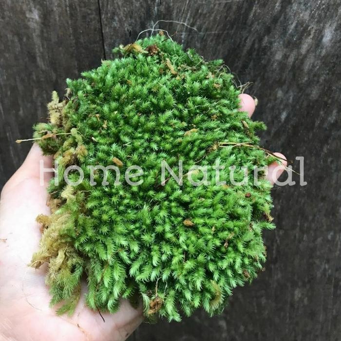 Terlaris lumut hidup / Forest moss 1kg