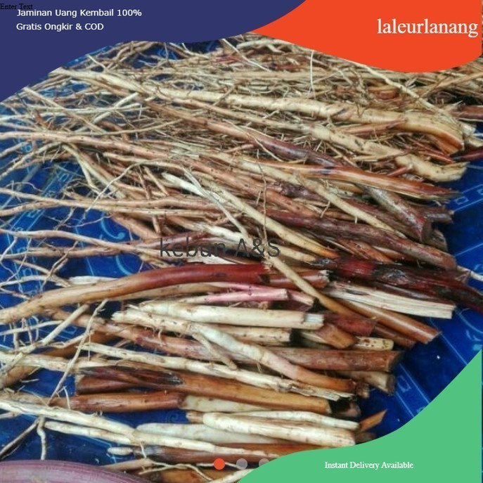 

Ready stok AKAR PINANG, akar jambe muda segar herbal murmer @ahmadhandika