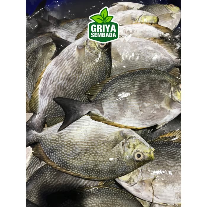 

Ikan Baronang Segar 1KG Griya Sembada