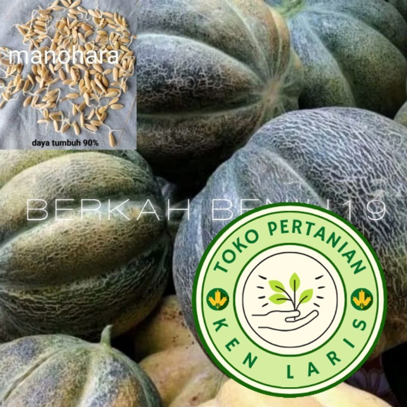 

500+ BENIH BLEWAH MANOHARA/KRETEK UNGGULAN PETANI READY!!