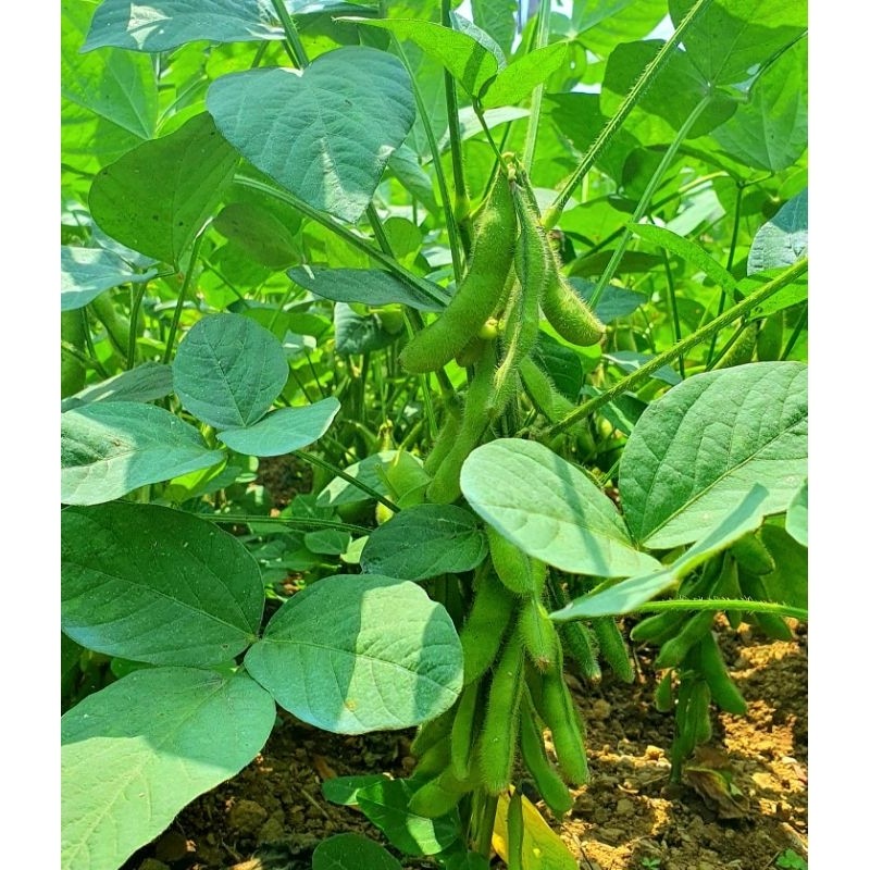 

kacang jepun Edamame Fresh/Cemilan Kacang Jepang Segar 500gram / 1Kg Super Grade A - Promo