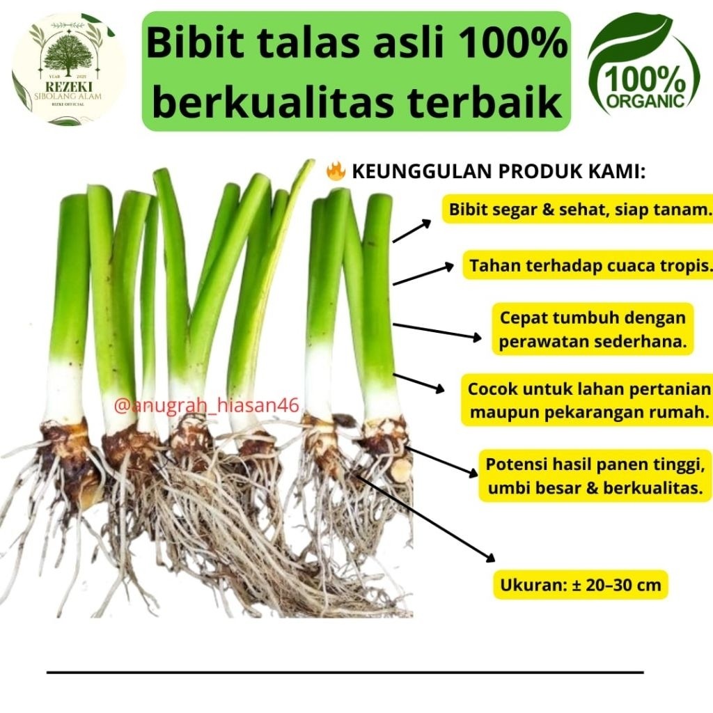 

bibit talas bentul ungu jumbo pratama bogor 100% asli cepat tumbuh berkualitas terbaik