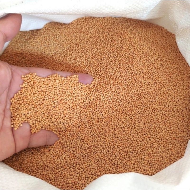 

Biji Sawi Kuning 250gr / 500gr - Yellow Mustard Seed