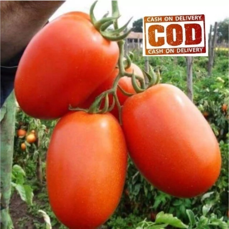 TOMAT BESAR - COD - 20 Biji / Benih / bibit ( TOMAT BESAR )