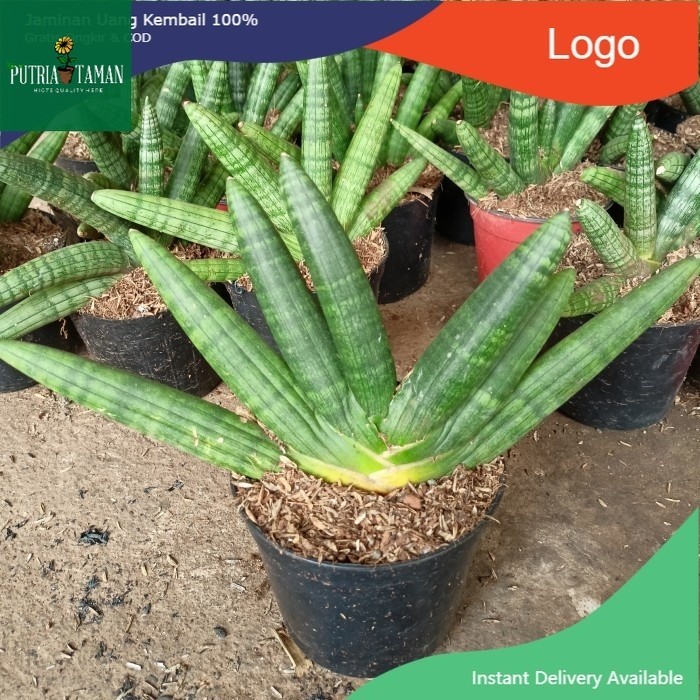 sansivera mini sansiviera lidah mertua pedangan boncel