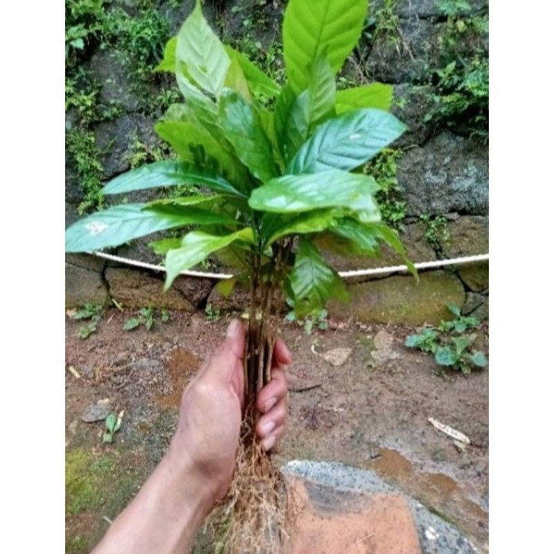 bibit kopi lokal terbaik