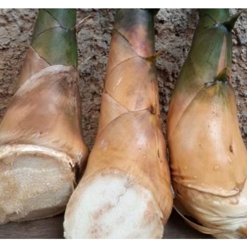 

REBUNG BAMBU KUNING ASLI 1 KILOGRAM-rebung herbal kaya manfaat.