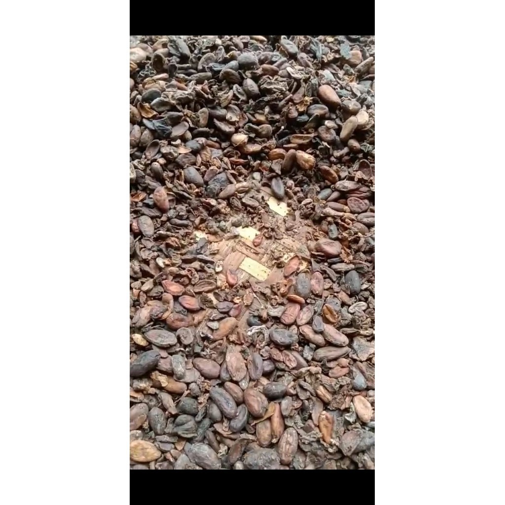 

RAW Cocoa Bean / Biji Cokelat Non-Fermented High Quality Grade C-500 Gram