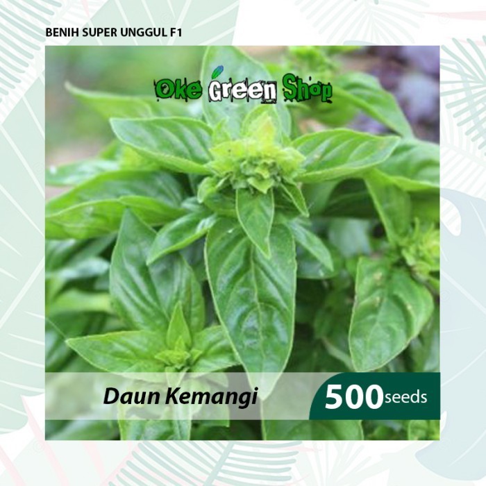 KLIP - 500 Biji Benih Bibit Daun Kemangi Herb Kualitas F1