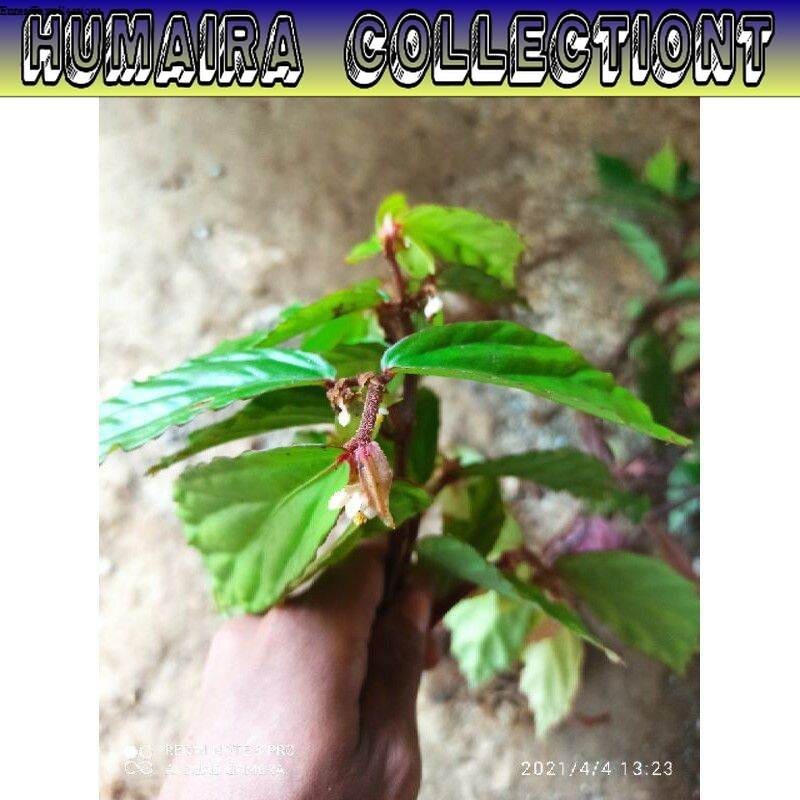 

Tanaman Hias Begonia Hutan Segar
