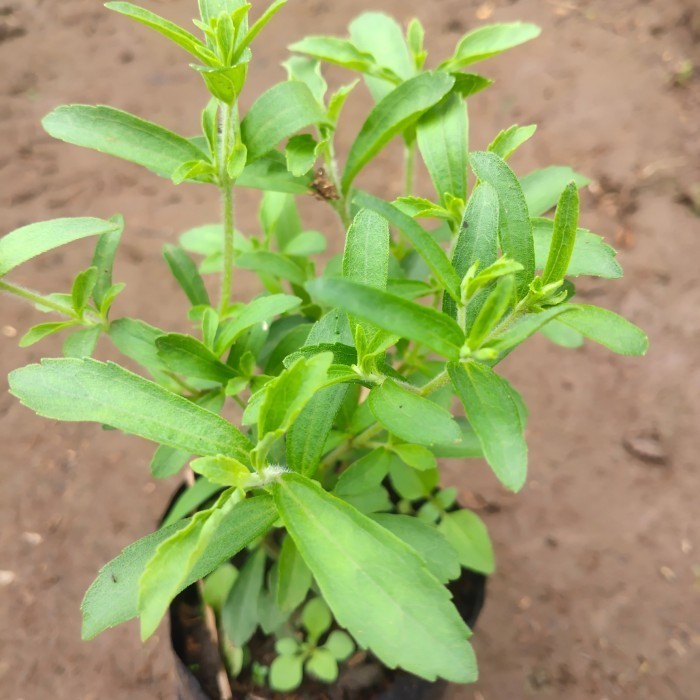 COD jual bibit tanaman stevia  Kualitas Unggul