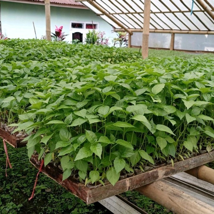 bibit cabe merah keriting siap tanam
