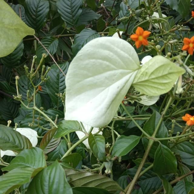 

Daun kingkilaban segar 1kg