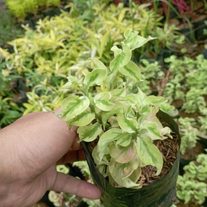 tanaman patah tulang keriting - tanaman gantung patah tulang