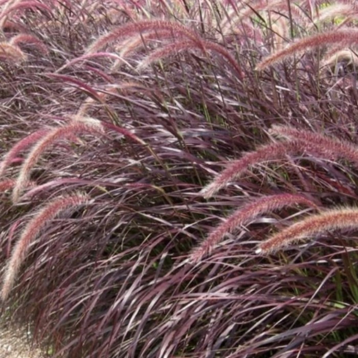 tanaman hias ilalang ekor kuda merah alang - tanaman pagar ekor kuda