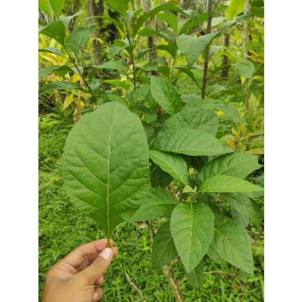 

Daun afrika segar 500 gram