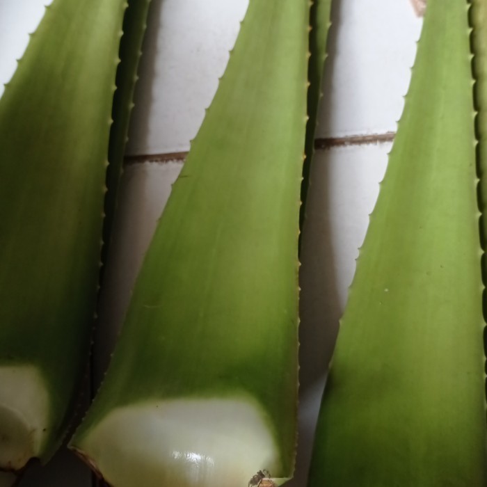 

Pelepah daun lidah buaya chinensis jumbo