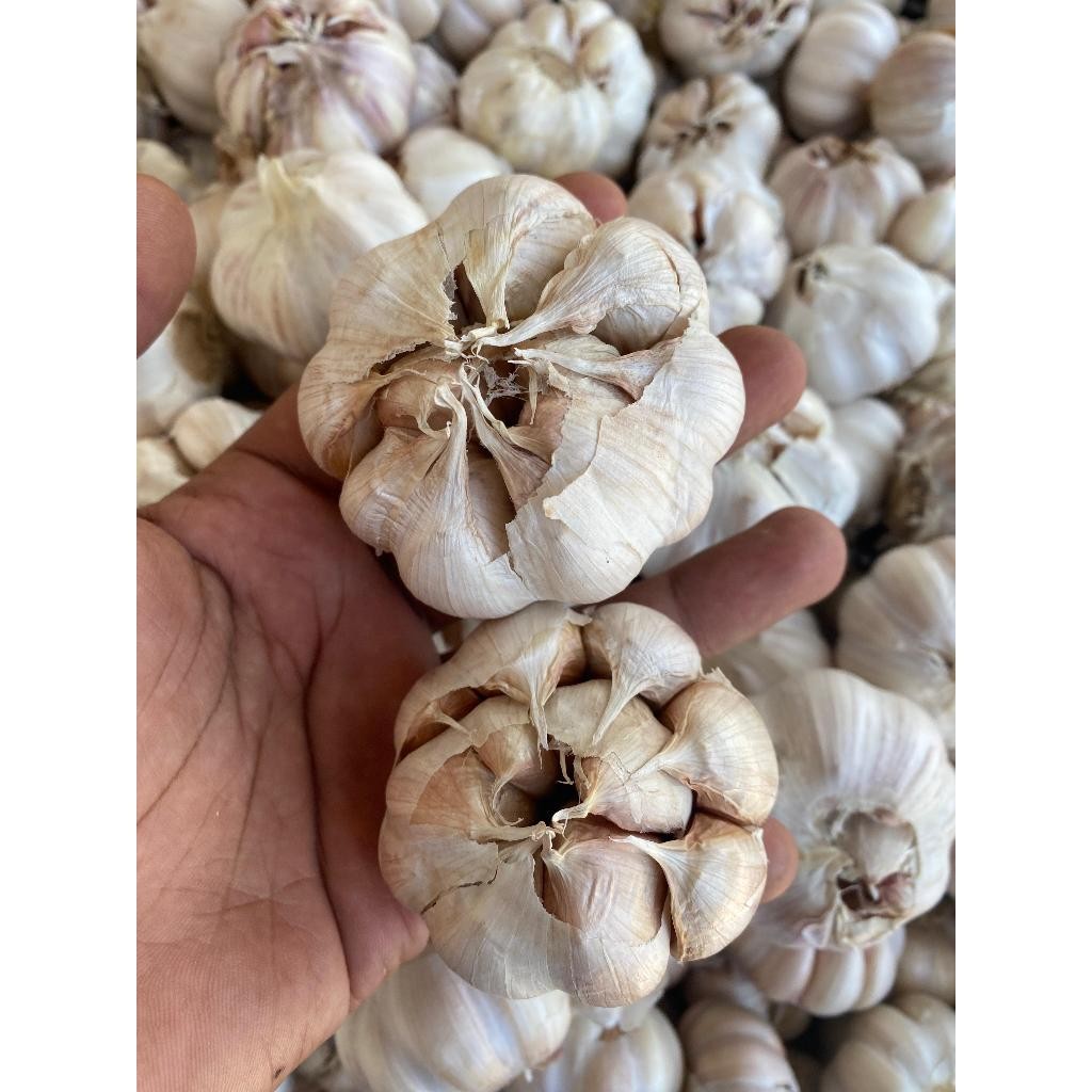 

Bawang Putih Sinco Honan SUPER