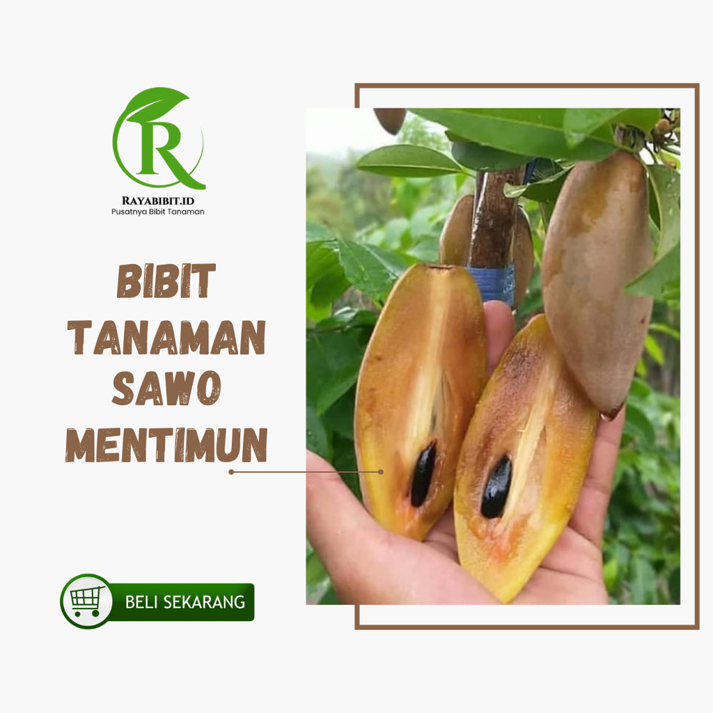 Bibit Tanaman Buah Sawo Mentimun sawo mentimun okulasi