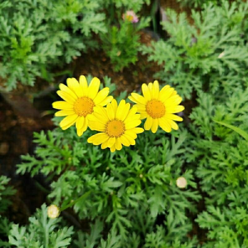 Tanaman Hias Bunga Daisy Kuning Kenikir Cosmos Berbunga