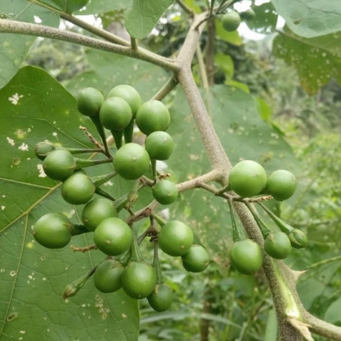 

Buah takokak atau cepokak segar ( 500 gr )