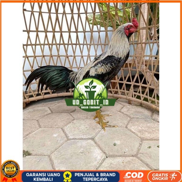 

ayam pama IQ telur fertill 100% terlaris UD_GOBIT_ID