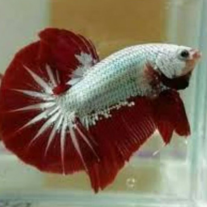 

stiker anomali cupang plakat dragon 10 pcs bergaransi