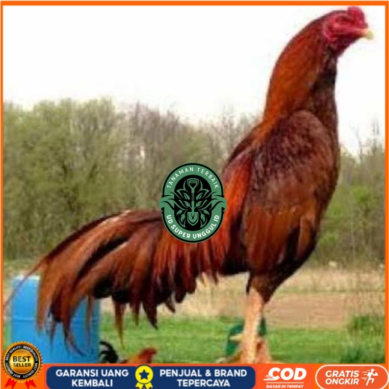 

TELUR AYAM KING PLUCKER SUPER SPEED UNTUK DI TETASKAN UD_SUPER_UNGGUL_ID