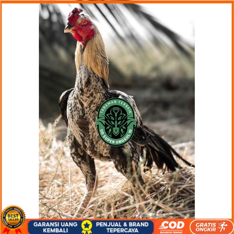 

PAMA NINJA TELUR FRESH PROMO FERTIL UD_SUPER_UNGGUL_ID