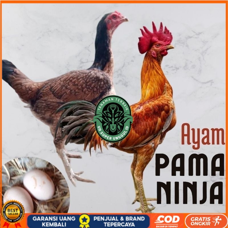 

telur ayam pama ninja original untuk di tetaskan UD_SUPER_UNGGUL_ID