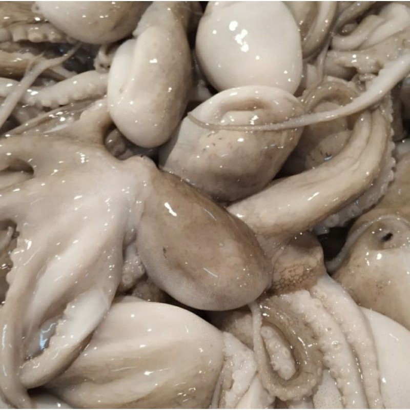 

Baby Octopus / Gurita Kecil / Anak Gurita