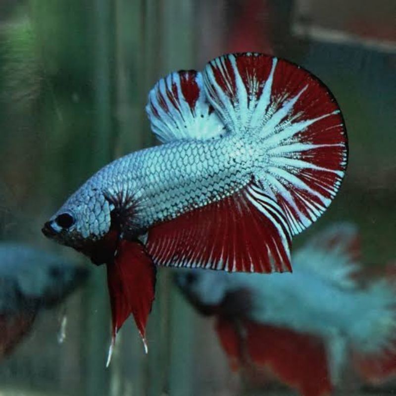 stiker LIVE PLAKAT DRAGON SZ L BONUS PAKAN CUPANG