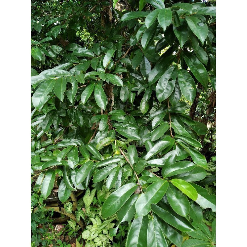 

New Promo daun sirsak segar obat herbal/Daun sirsak fresh 100 gram COD Batik_Madrim