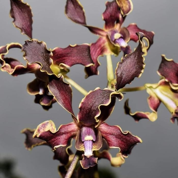 Anggrek Dendrobium Yuwono Mega Karya Dewasa siap bunga