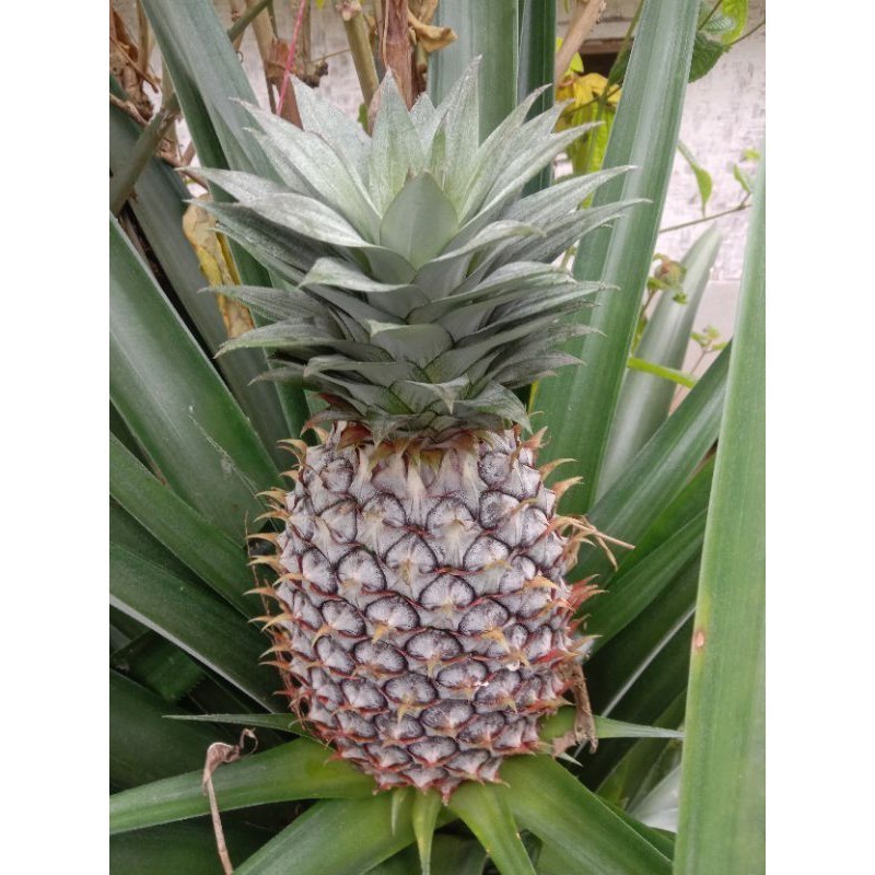 

COD terbaik nanas muda per biji