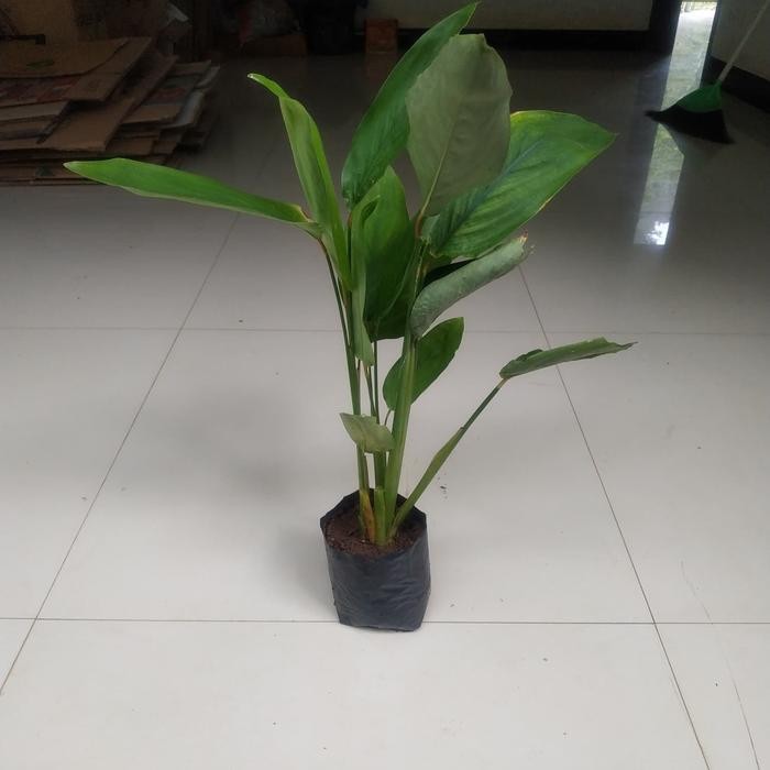 

tepung garut asli 1 kg / Pati Garut murah / tepung irut / obat asam lambung