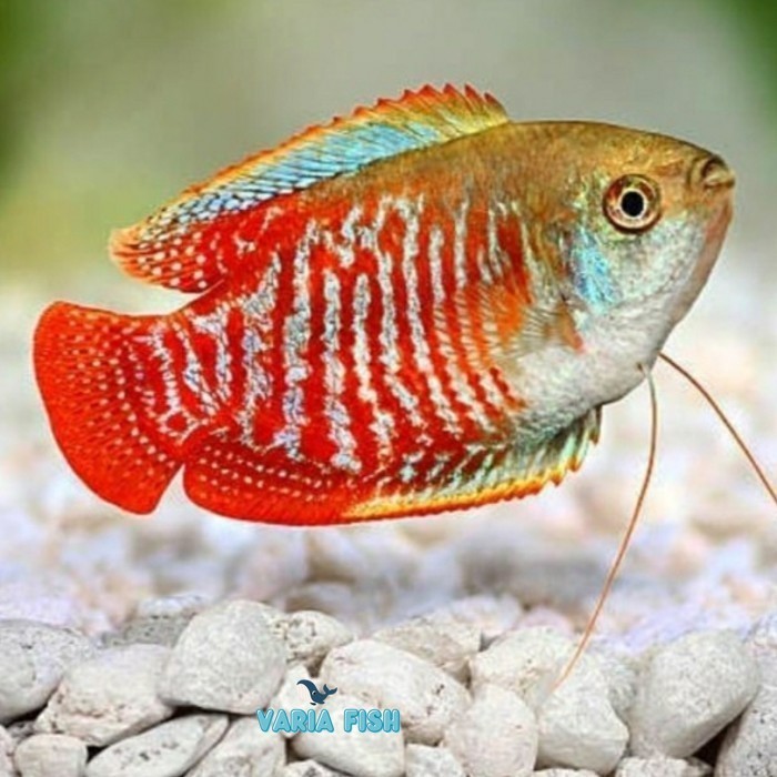 garansi Ikan alius, ikan dwarf Gourami, gurami hias kecil untuk Aquascape